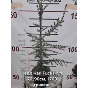 Кедр гімалайський 'Karl Fuchs'